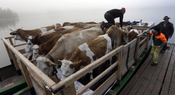 перевозка коров